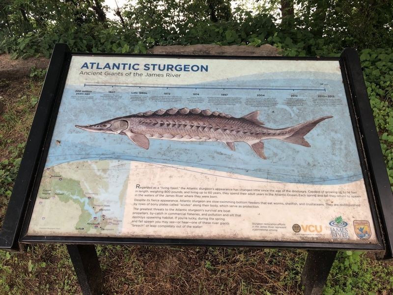 Atlantic Sturgeon Marker image. Click for full size.