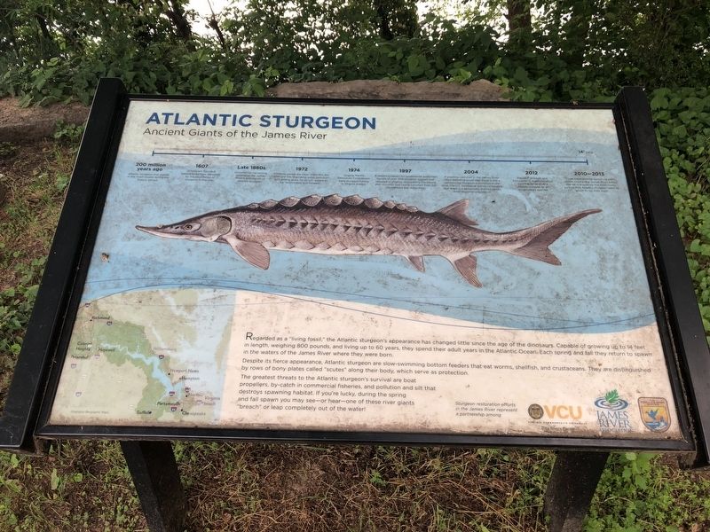 Atlantic Sturgeon Marker. Click for full size. Atlantic Sturgeon Marker image. Click for full size.