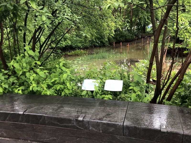 Bald Cypress Αrtu (ar-too) Marker. Click for full size. Bald Cypress Αrtu (ar-too) Marker image. Click for full size.