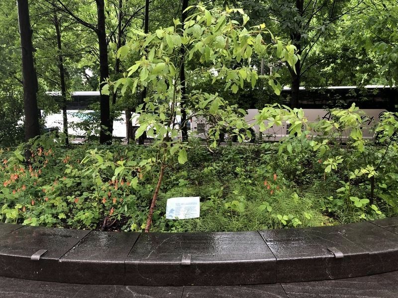 Sassafras • Wináhk (Wee-nock) Marker. Click for full size. Sassafras • Wináhk (Wee-nock) Marker image. Click for full size.