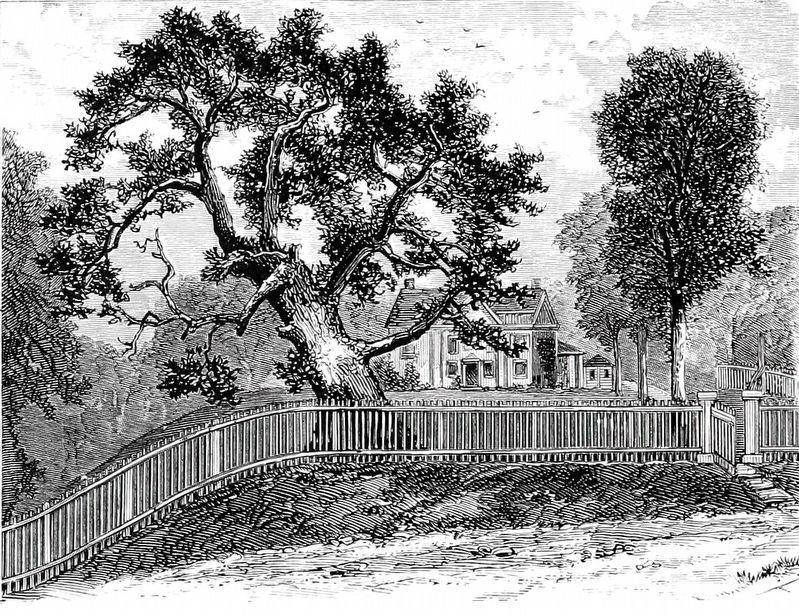 The Charter Oak, Hartford.<br>Blown down in 1856 image. Click for full size.