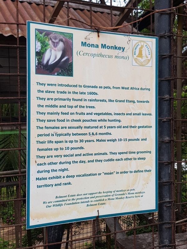 Mona Monkey Marker image. Click for full size.
