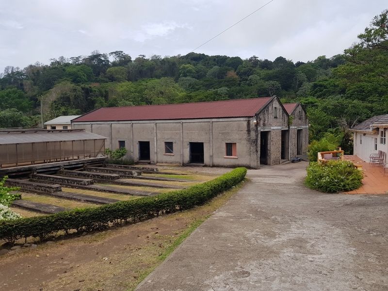 Nearby Belmont Estate cacao drying area and warehouses image. Click for full size.