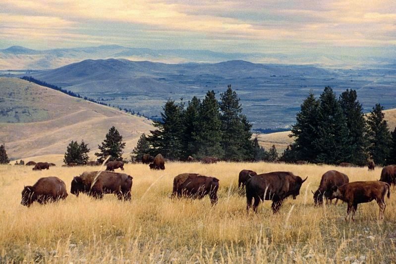 Bison herd grazing at the National Bison Range image. Click for full size.