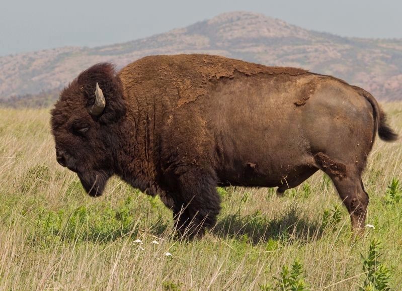 <i>Bison bison</i> at the Wichita Mountain Wildlife Refuge in Oklahoma image. Click for full size.