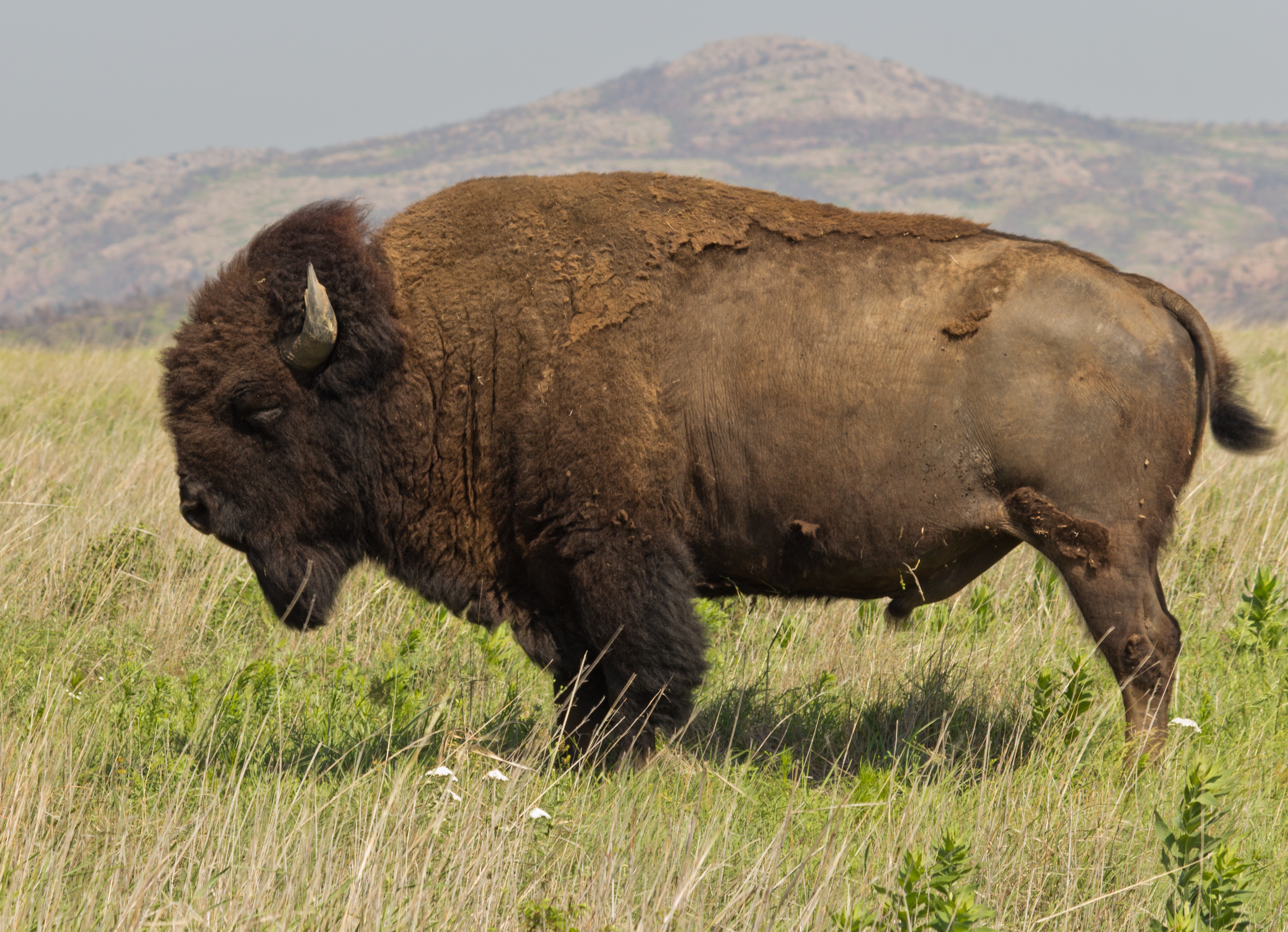 <i>Bison bison</i> at the Wichita Mountain Wildlife Refuge in Oklahoma