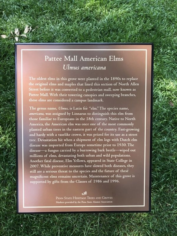 Pattee Mall American Elms Marker image. Click for full size.