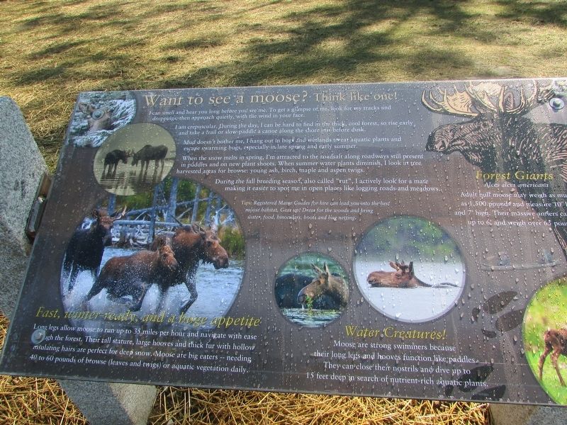 Want to see a moose? Think like one! Marker. Click for full size. Want to see a moose? Think like one! Marker image. Click for full size.