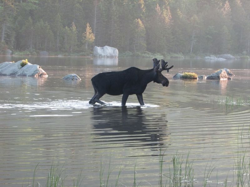 Bull Moose in Sandy Stream Pond image. Click for full size.