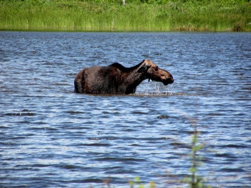 Cow Moose in Stump Pond. Click for full size. Cow Moose in Stump Pond image. Click for full size.