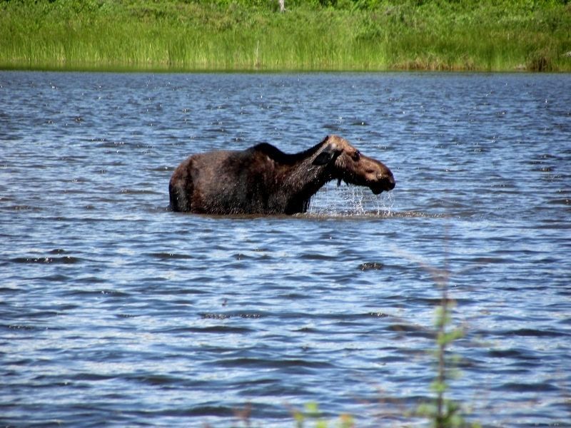 Cow Moose in Stump Pond image. Click for full size.