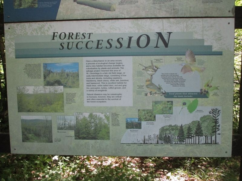 Forest Succession Marker image. Click for full size.
