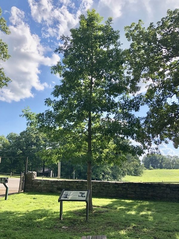 View of marker in front of the tree made from a seedling of the original. image. Click for full size.