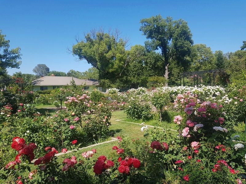 McKinley Rose Garden image. Click for full size.