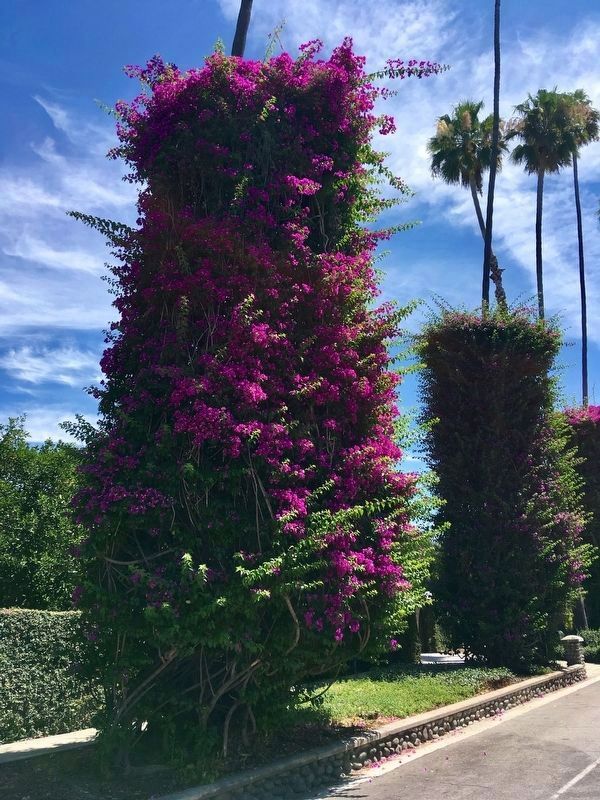 Bougainvillea in Bloom image. Click for full size.