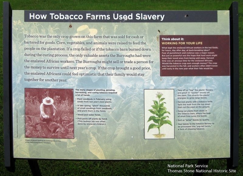 How Tobacco Farms Used Slavery Marker image. Click for full size.