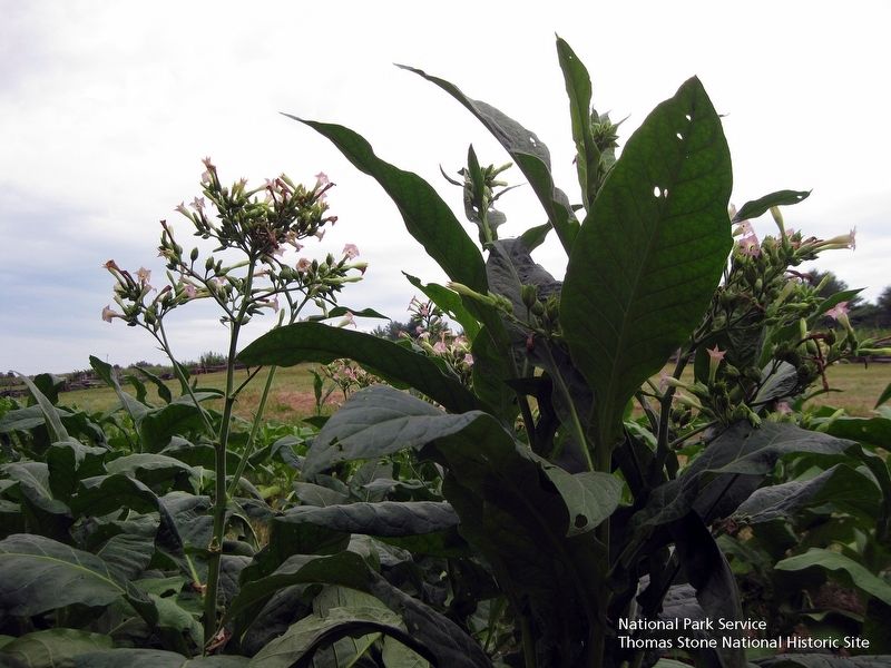Flowering tobacco plants. image. Click for full size.