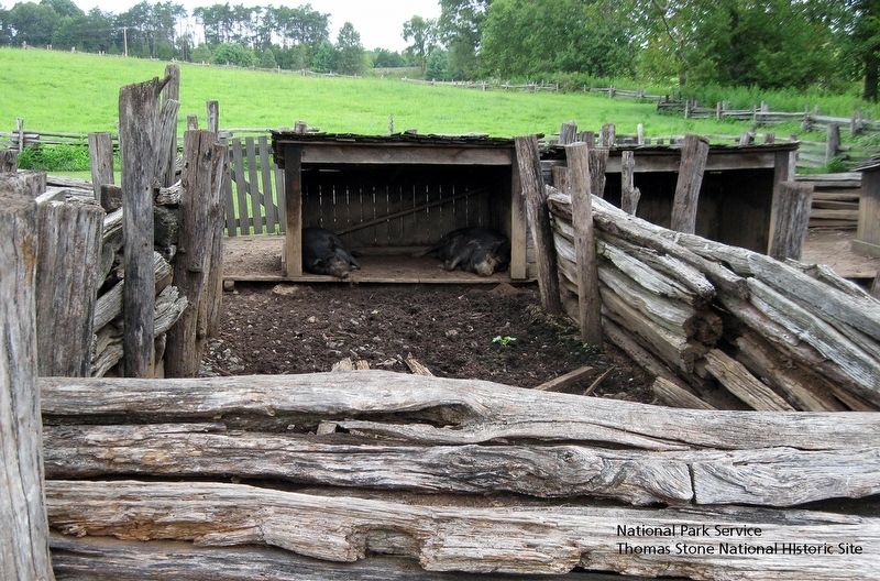 Pig Pen with Ossabaw hogs inside. image. Click for full size.