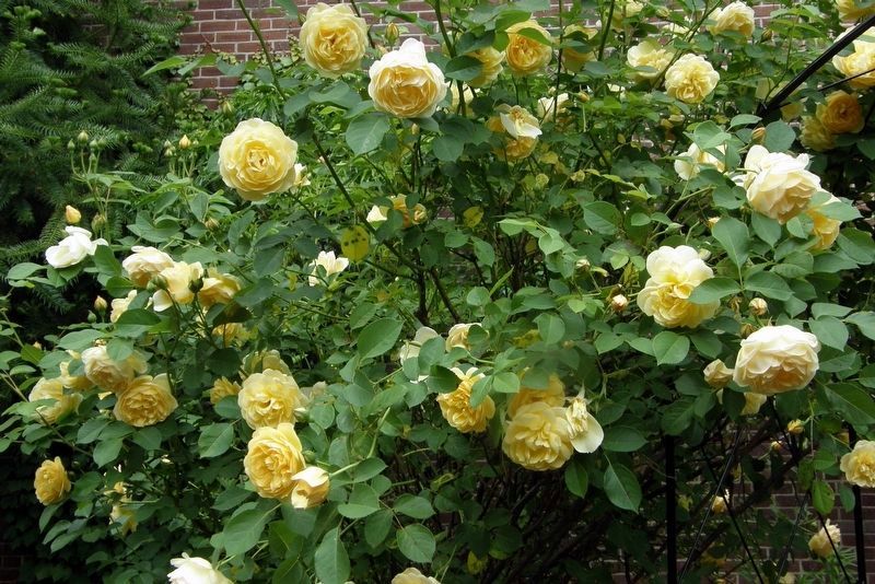 The Rose Garden. Click for full size. The Rose Garden image. Click for full size.