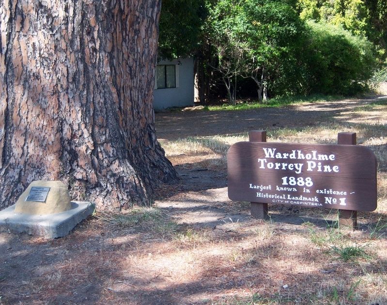 Wardholme Torrey Pine Marker image. Click for full size.
