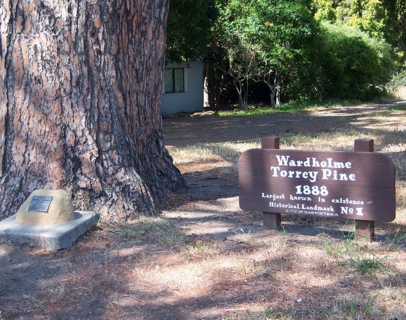 Wardholme Torrey Pine Marker. Click for full size. Wardholme Torrey Pine Marker image. Click for full size.