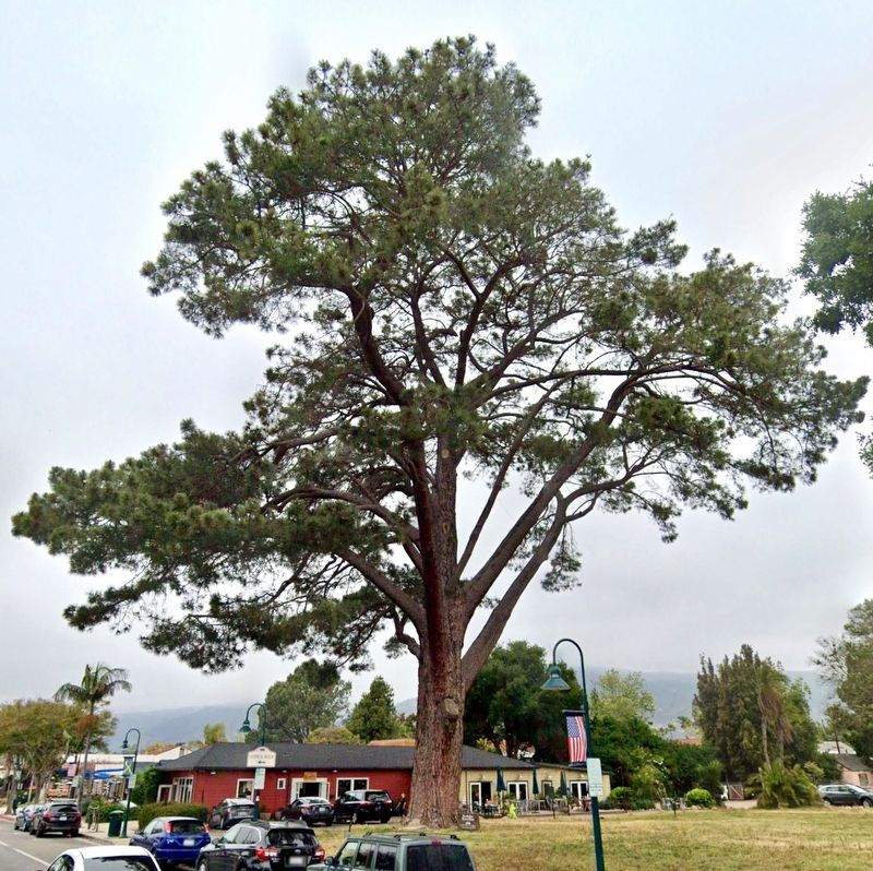 Wardholme Torrey Pine and Marker image. Click for full size.