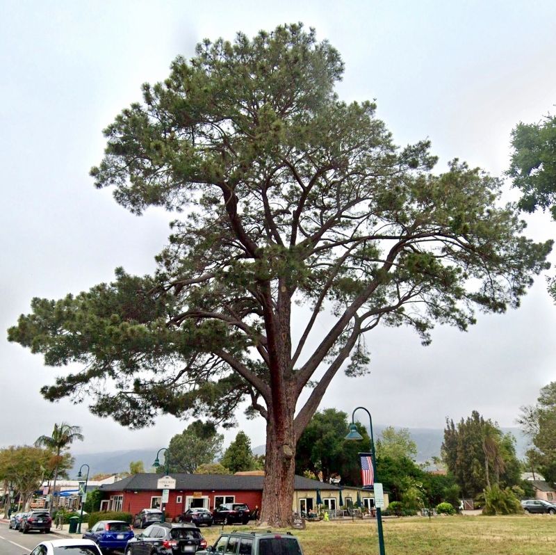 Wardholme Torrey Pine and Marker. Click for full size. Wardholme Torrey Pine and Marker image. Click for full size.