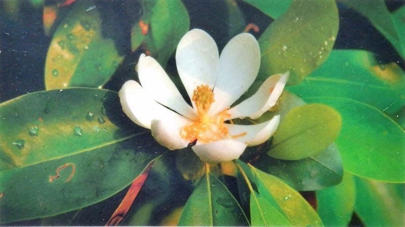 Marker detail: <i>Magnolia virginiana var. australis</i><br>'Henry Hicks' image. Click for full size.