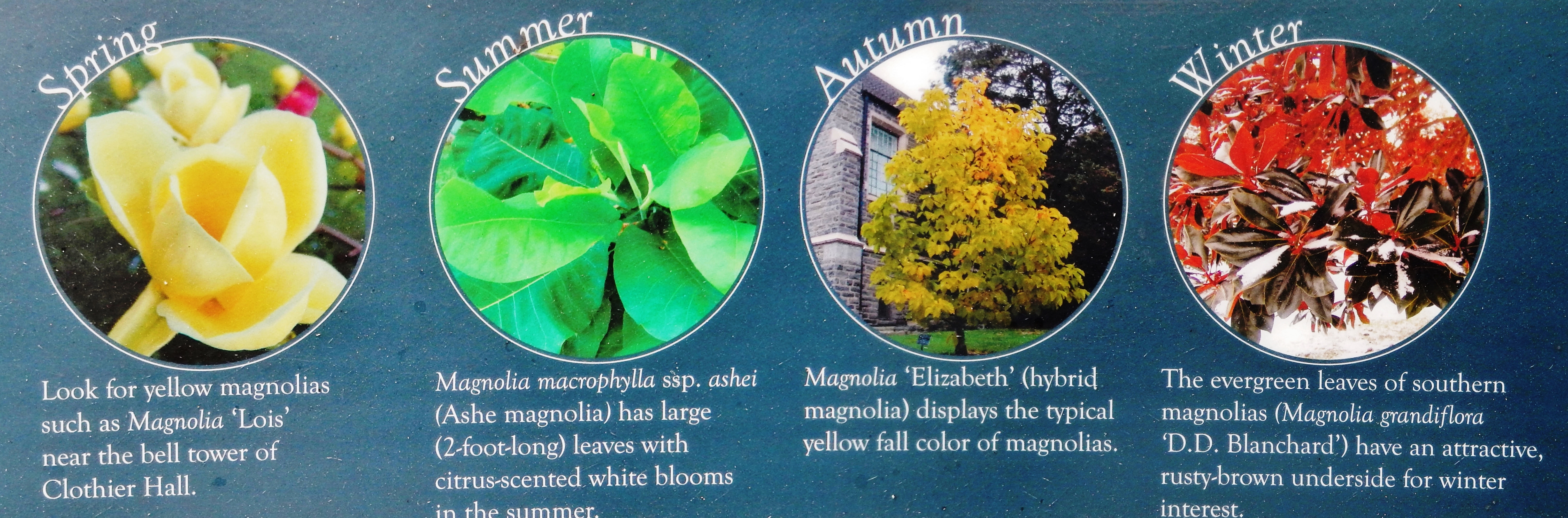 Marker detail: Magnolias