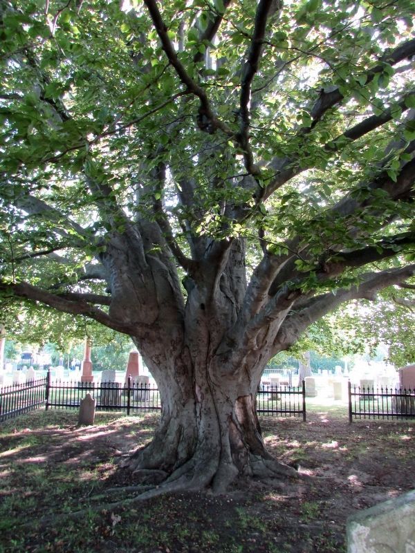 Copper Beech Tree image. Click for full size.