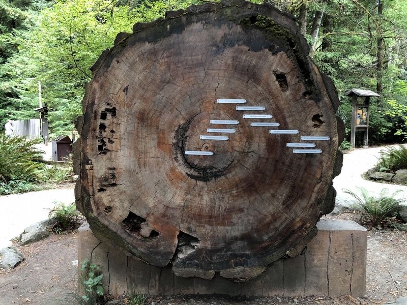 Redwood Time-ring Marker image. Click for full size.