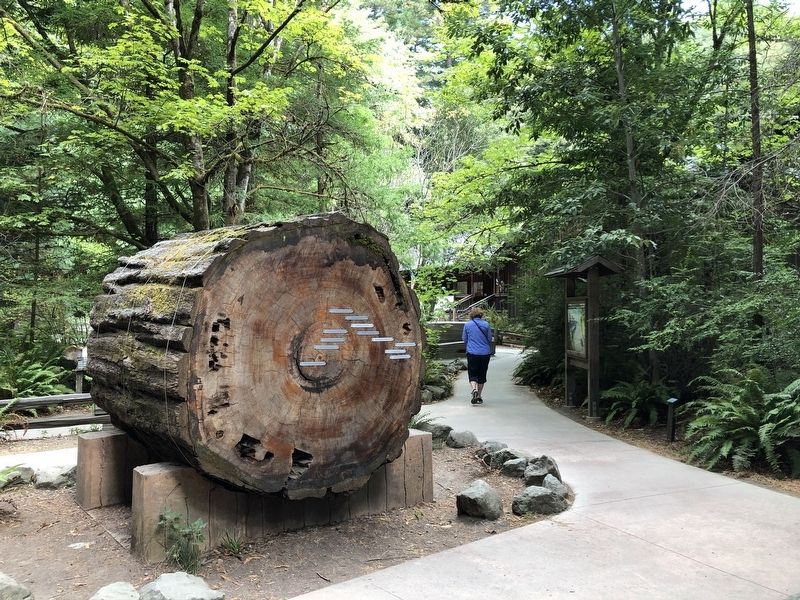 Redwood Time-ring Marker image. Click for full size.