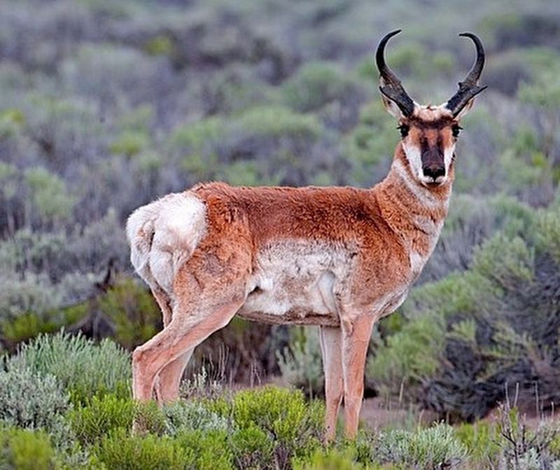 Pronghorn image. Click for full size.