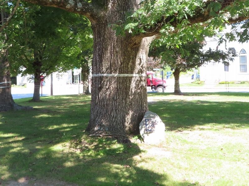 Charter Oak Sapling Marker. Click for full size. Charter Oak Sapling Marker image. Click for full size.