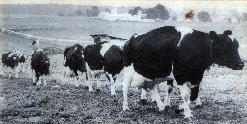 Holstein Cows image. Click for full size.