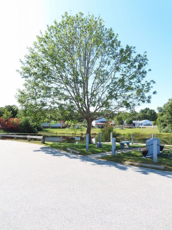 World War II Commemorative Tree and Marker image. Click for full size.