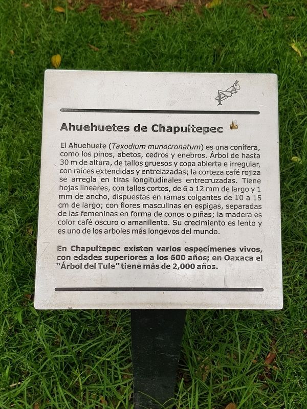 An additional, nearby Ahuehuetes of Chapultepec Marker image. Click for full size.