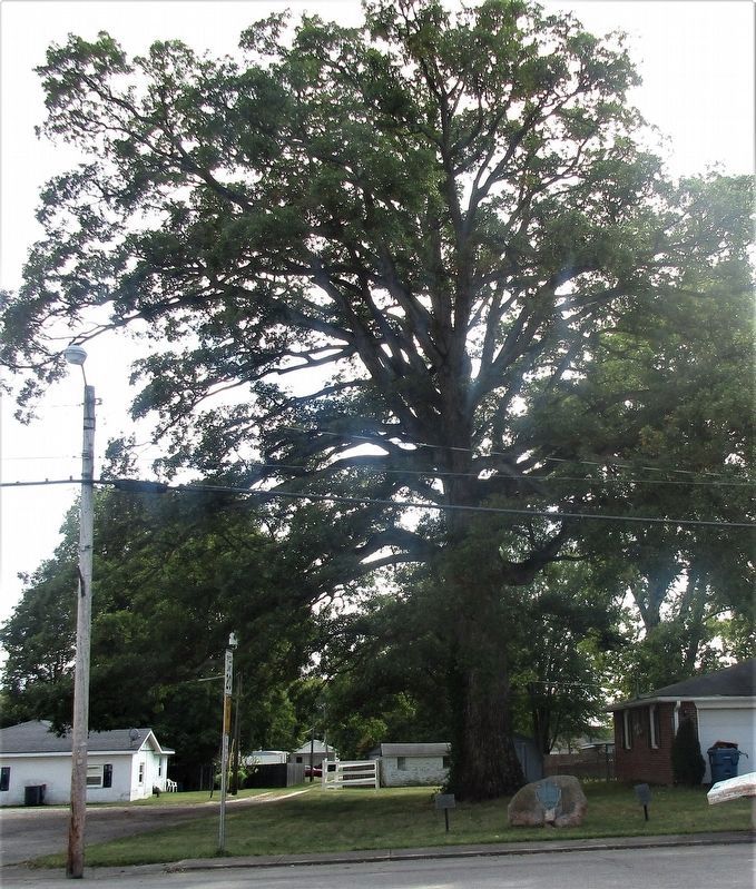 Landmark Oak Marker image. Click for full size.
