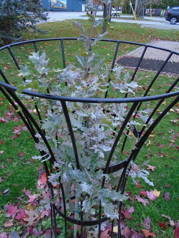 Vimy Oaks Legacy Tree. Click for full size. Vimy Oaks Legacy Tree image. Click for full size.