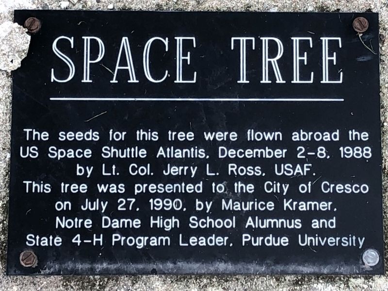 Space Tree Marker image. Click for full size.
