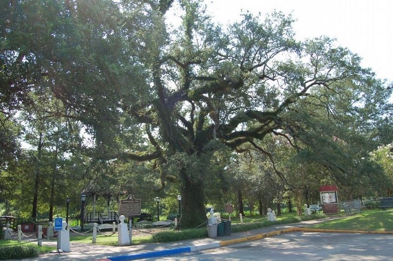 Evangeline Oak Marker image. Click for full size.