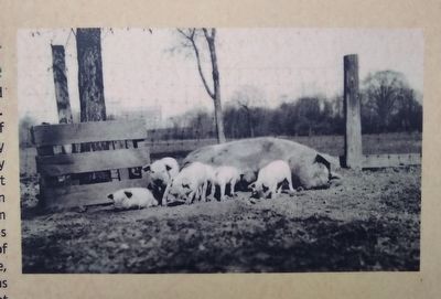 The Heart of the Farm Marker - middle left image image. Click for full size.