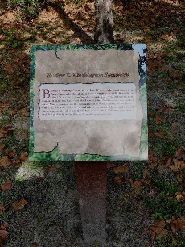 Booker T. Washington Sycamore Marker image. Click for full size.