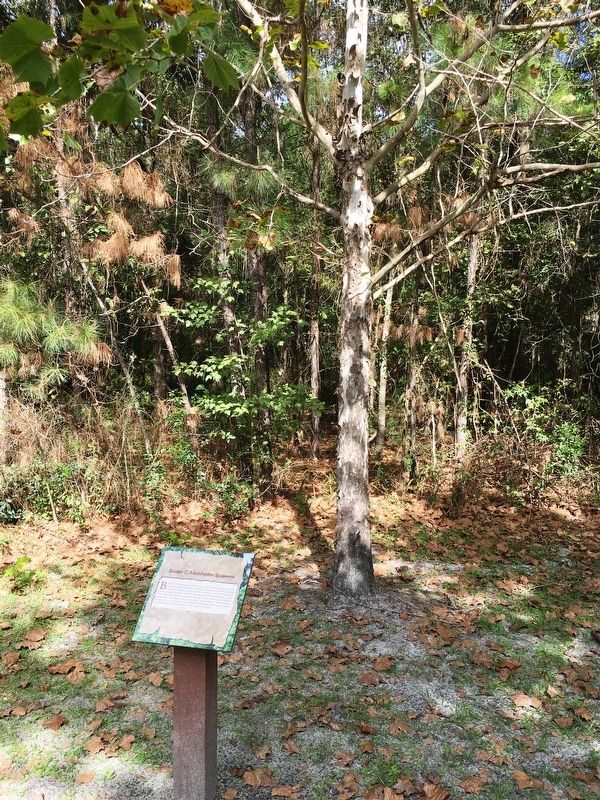 Booker T. Washington Sycamore Marker. Click for full size. Booker T. Washington Sycamore Marker image. Click for full size.