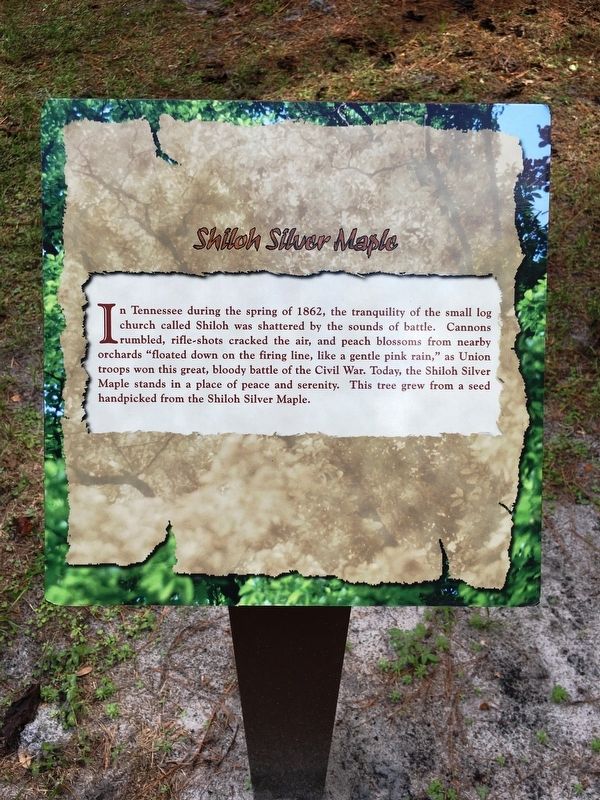 Shiloh Silver Maple Marker. Click for full size. Shiloh Silver Maple Marker image. Click for full size.