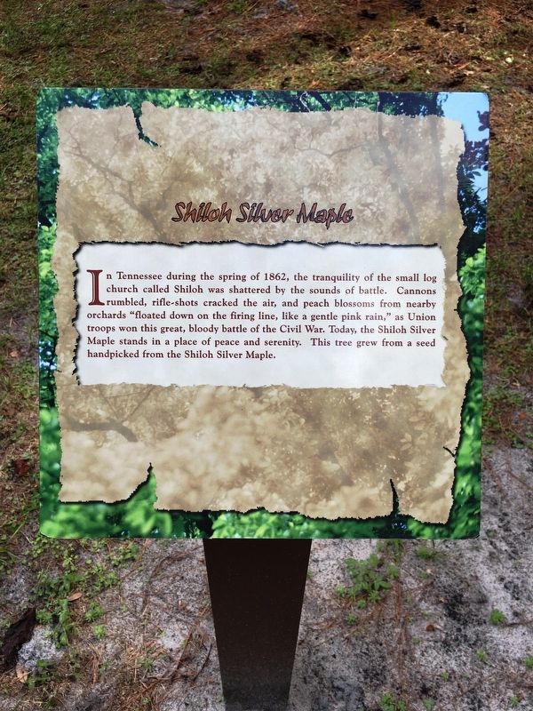 Shiloh Silver Maple Marker image. Click for full size.