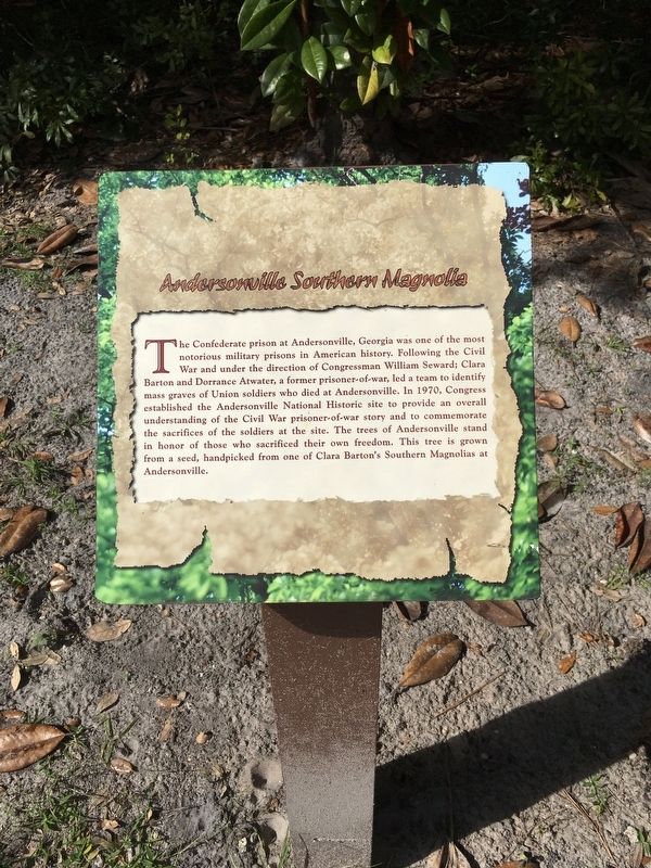 Andersonville Southern Magnolia Marker image. Click for full size.