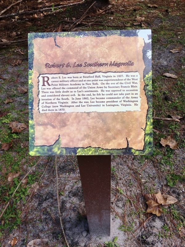Robert E. Lee Southern Magnolia Marker. Click for full size. Robert E. Lee Southern Magnolia Marker image. Click for full size.