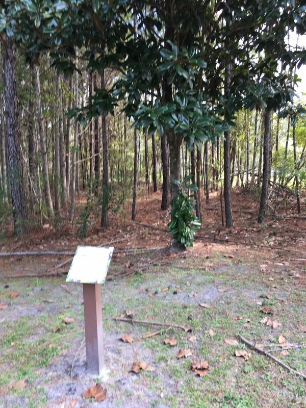 Robert E. Lee Southern Magnolia Marker. Click for full size. Robert E. Lee Southern Magnolia Marker image. Click for full size.