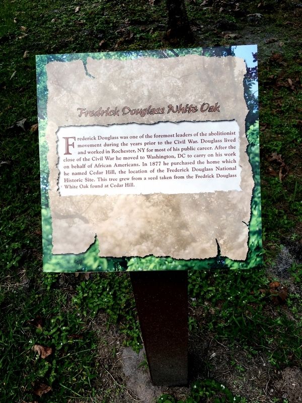 Frederick Douglass White Oak Marker. Click for full size. Frederick Douglass White Oak Marker image. Click for full size.